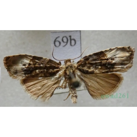 Hedya nubiferana (Haworth, 1811) Płatkówka pstrocineczka Czech69b